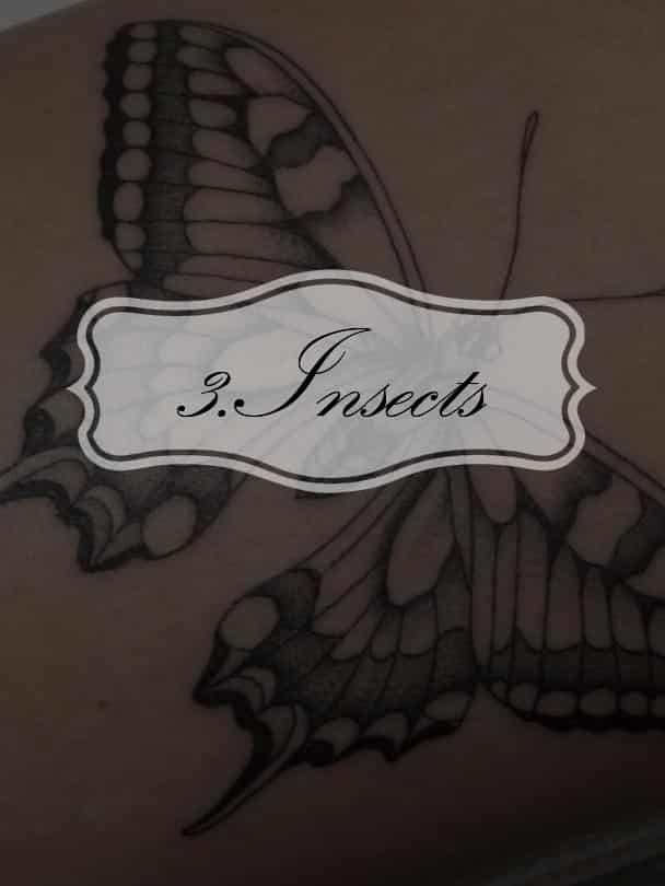 insects